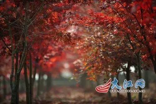 围观“枫”和日丽~来江西赏这一抹红