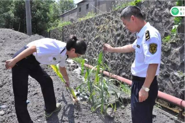 野火烧不尽死灰复燃,野火烧不尽野草