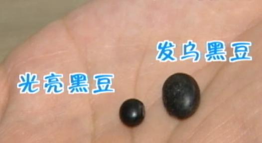黑豆绿心和黄心哪个比较好,绿心黑小豆和绿心大黑豆的区别