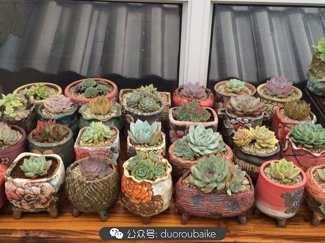 台风来了多肉已搬到安全的地方,台风来了多肉植物搬不动