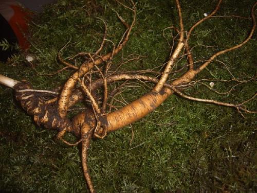 教你几种服用人参的方法,人参皂苷的正确服用方法