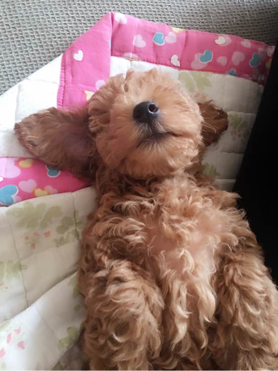 泰迪一天上几次厕所正常,刚买了一只泰迪几天能熟悉