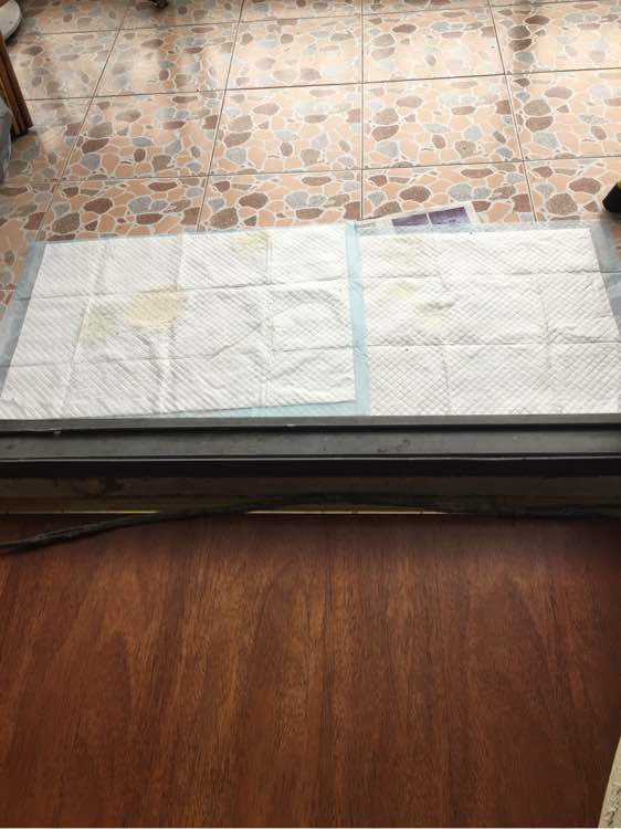 泰迪一天上几次厕所正常,刚买了一只泰迪几天能熟悉