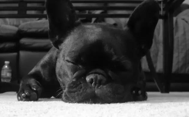 养斗牛犬的基本常识和技巧,养斗牛犬的基本常识有哪些