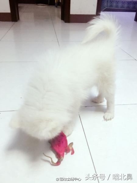 猫奴求助猫猫淘气吃了一点书法印泥会中毒吗？在线等，挺急的。