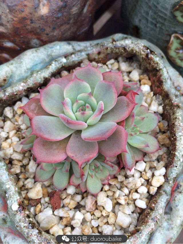 台风来了多肉已搬到安全的地方,台风来了多肉植物搬不动