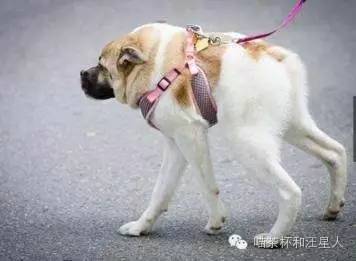 狗狗被抛弃的各种原因,狗狗被丢弃以后的心理