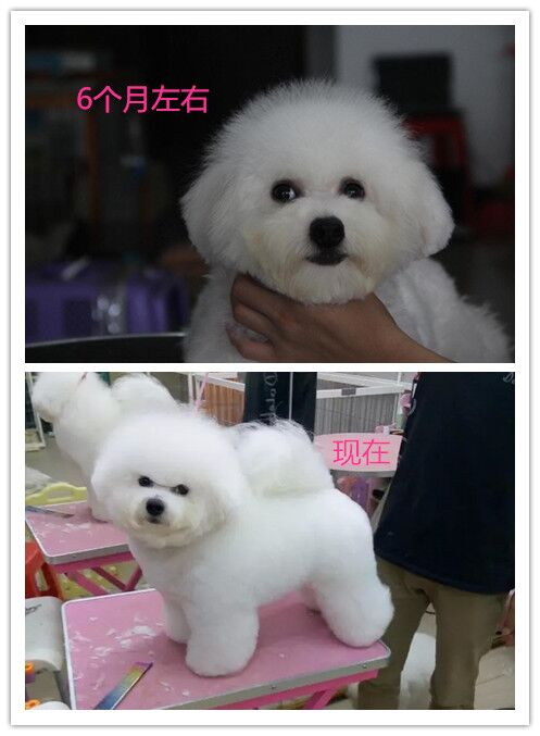 买了个比熊,买了一只比熊结果是个串串