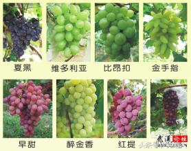 102种葡萄品种图解,关于葡萄的100个小知识