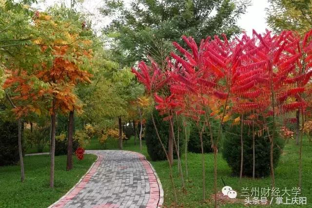 在兰财的一天vlog,在兰大秋天的感受