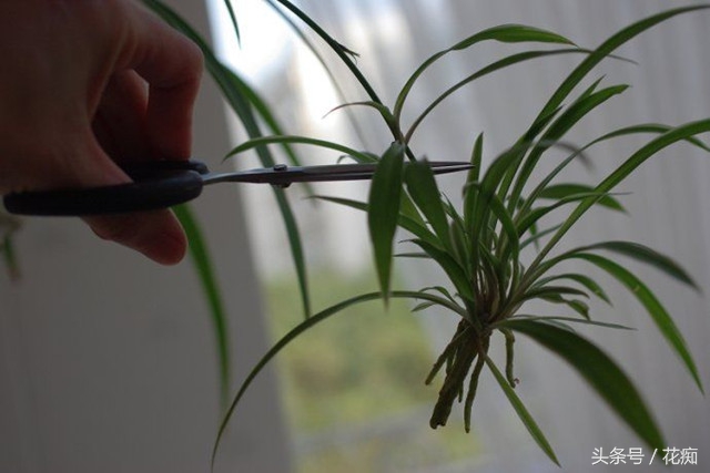 水培吊兰怎么才能长得更好,水培吊兰怎么长得茂盛