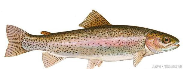 中国的代表鱼,各个国家的鱼是什么样子
