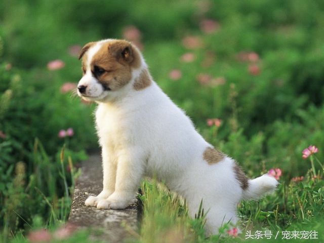 狗的饲养指南在线阅读,狗的饲养技巧与注意事项