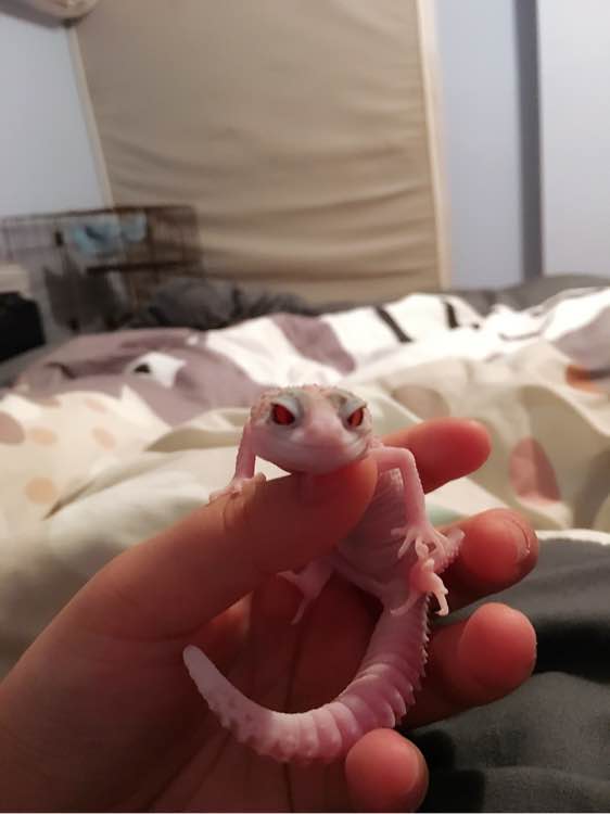 豹纹守宫宝宝破壳的过程,豹纹守宫宝宝孵化破壳而出