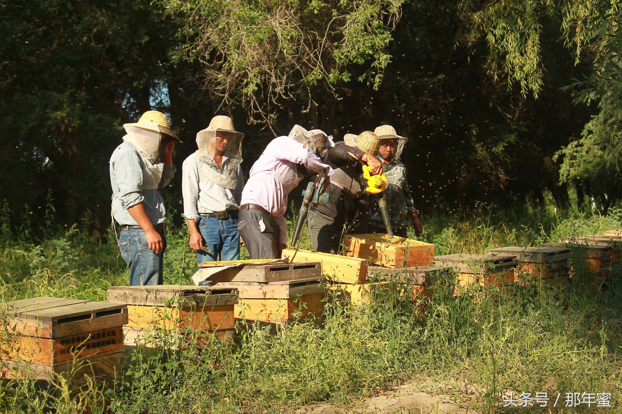 微商“肉搏时代”未来鹿死谁手，那年蜜逐鹿中原