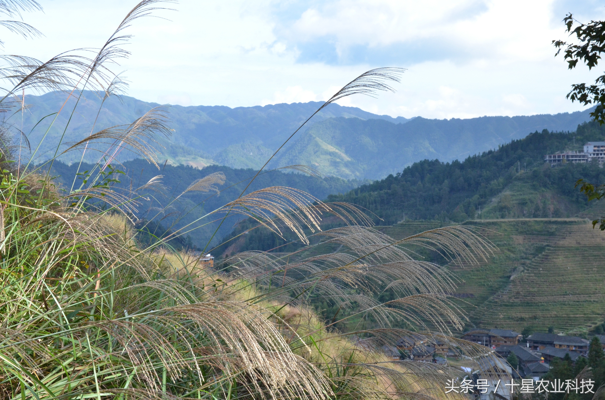 龙胜瑶族大寨龙脊梯田，原创拍摄几十图，有美女出镜哦！