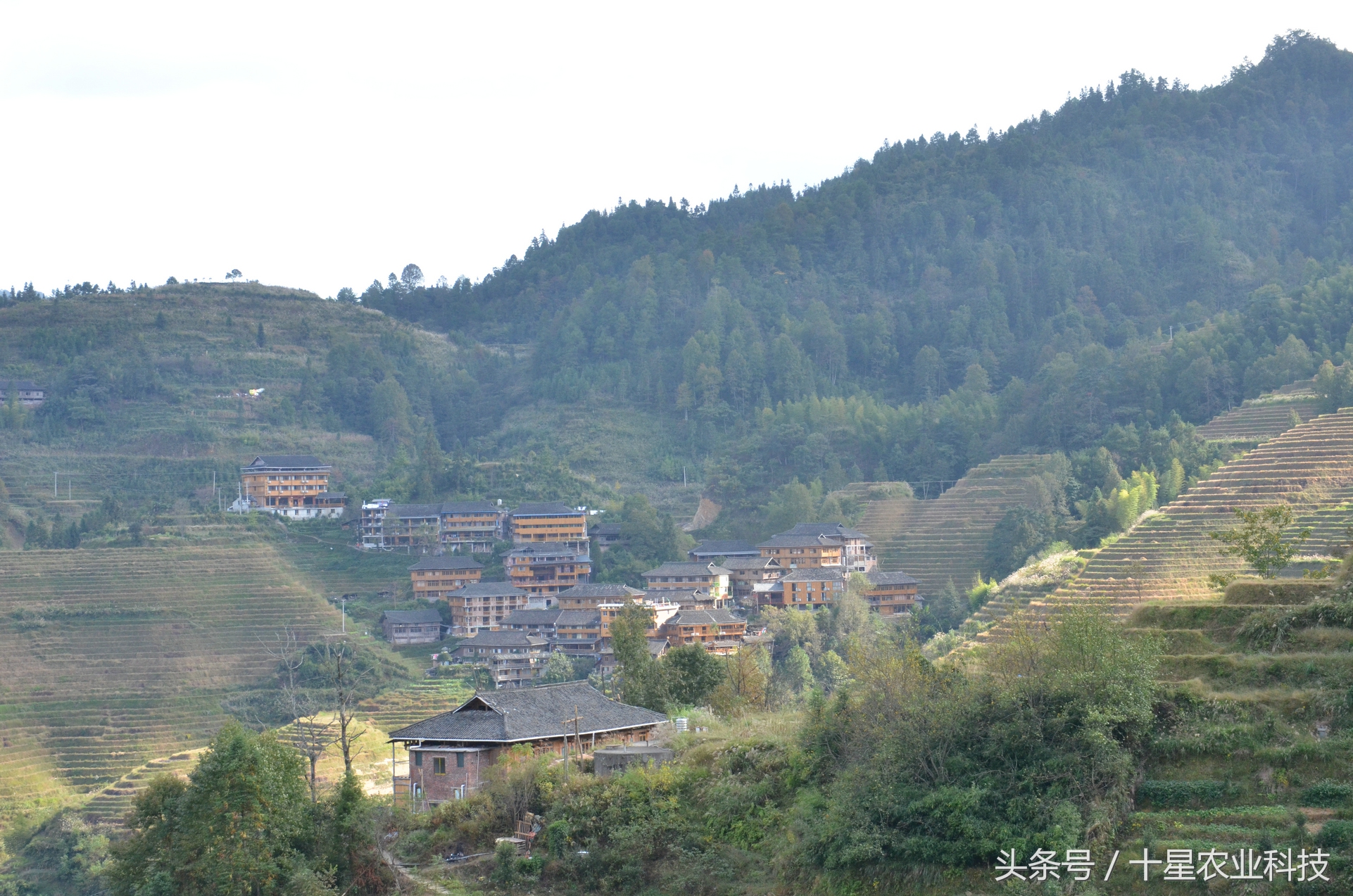 龙胜瑶族大寨龙脊梯田，原创拍摄几十图，有美女出镜哦！