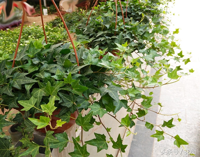 常春藤爬藤垂吊绿植,常春藤怎么养才能更旺盛