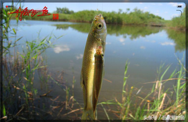 原创我爱飞鱼耍耍耍