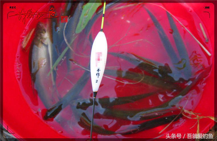 原创我爱飞鱼耍耍耍