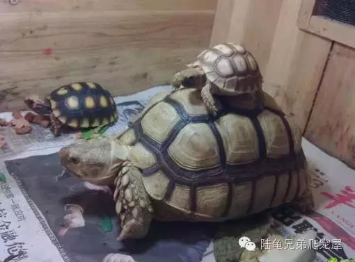 苏卡达2024年可以养了吗,苏卡达养法