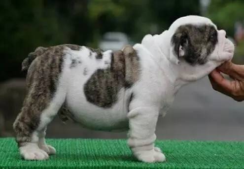 一梦谈狗：这些都不知道，别告诉我你喜欢英国斗牛犬……