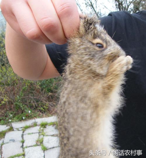 在农村抓动物,在农村里抓兔子