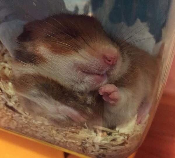 仓鼠就是贪吃爱睡的小萌物你真的都了解它们的习性吗？