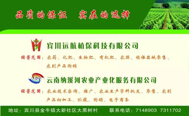 云南宾川足球队,宾川足球开幕式直播