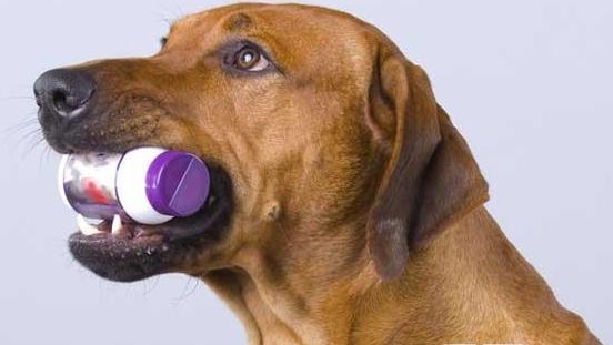 柯利犬适合哪种打虫药,哪些是柯利牧羊犬禁用药