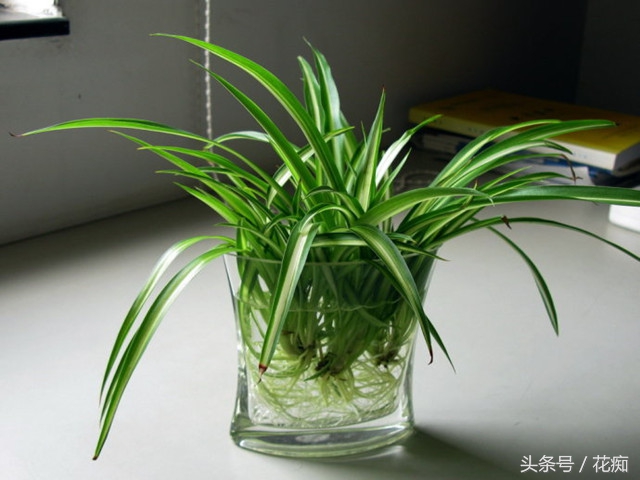 水培吊兰长根然后再栽在土里,怎样水培吊兰长得更好