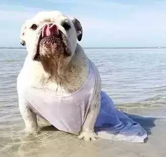 一梦谈狗：这些都不知道，别告诉我你喜欢英国斗牛犬……