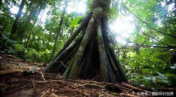 会行走的棕榈树走路视频,棕榈树一般能长到几米
