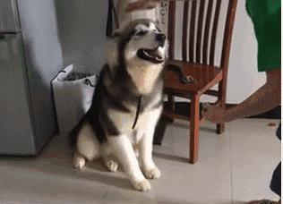 无良宠物店狗狗死亡,无良宠物店让人寒心