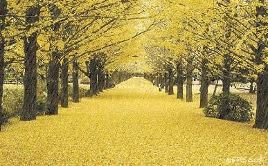一条街一处景尽显烟火气,一条街古色古香