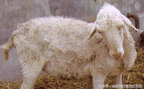 小羊发烧身体发硬怎么办,小羊发烧了怎么弄