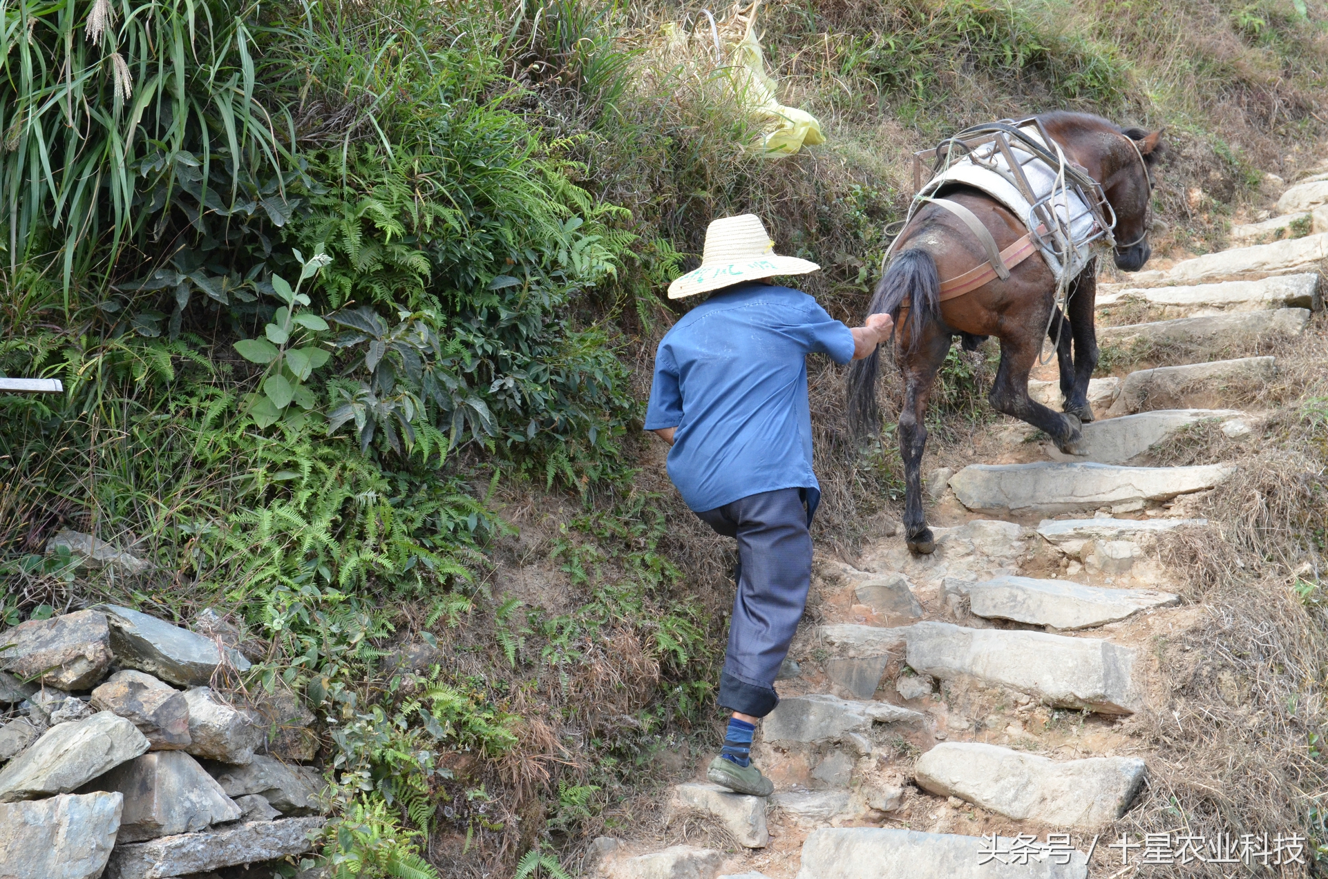 龙胜瑶族大寨龙脊梯田，原创拍摄几十图，有美女出镜哦！