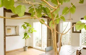 新房子快速去除甲醛,新房怎样去甲醛