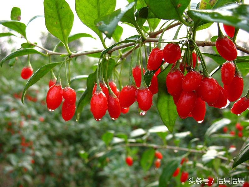 科学食疗养生3「莫把“警号”当“吉兆”」