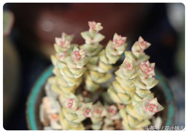 照射多肉的阳光可以用台灯代替吗,紫外线灯照射多肉植物