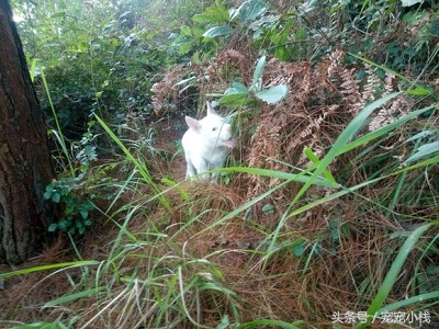 第一次带两只小下司犬学习捕猎，一踏进山林仿佛到了它们的天下