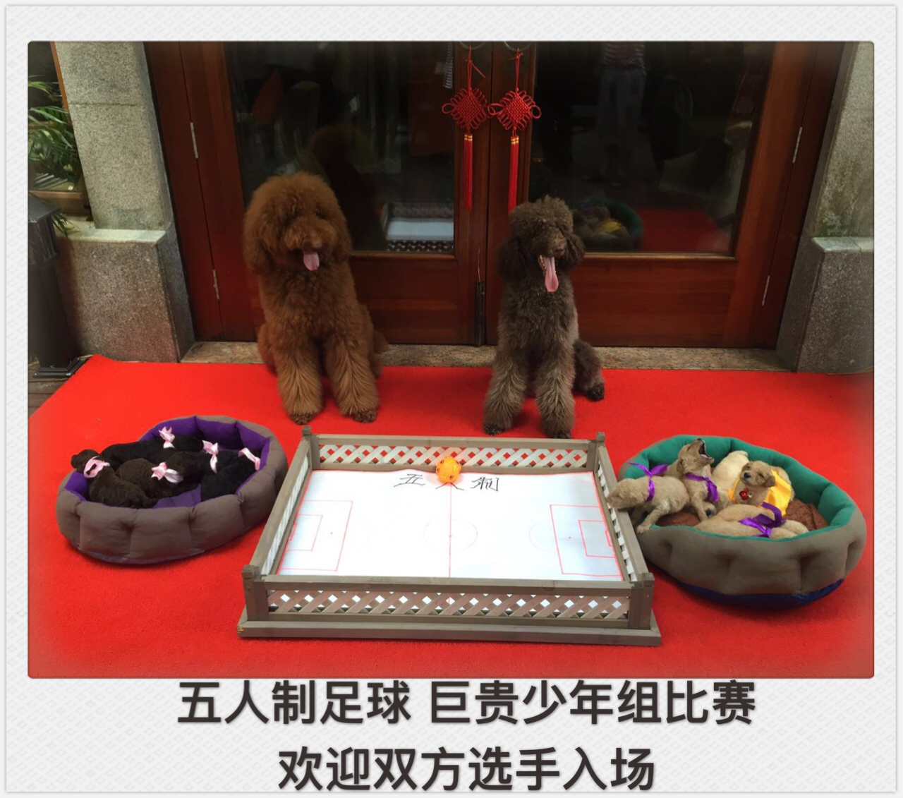 小狗踢足球绕杆视频,小萌狗打球