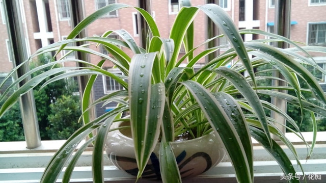 水培吊兰怎么才能长得更好,水培吊兰怎么长得茂盛