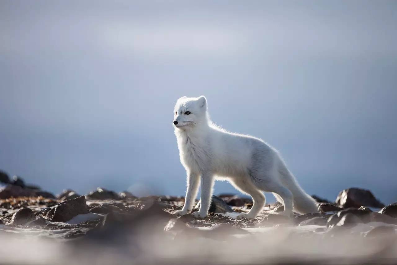 为什么这么多人要去加拿大,去加拿大最应该了解哪些事情