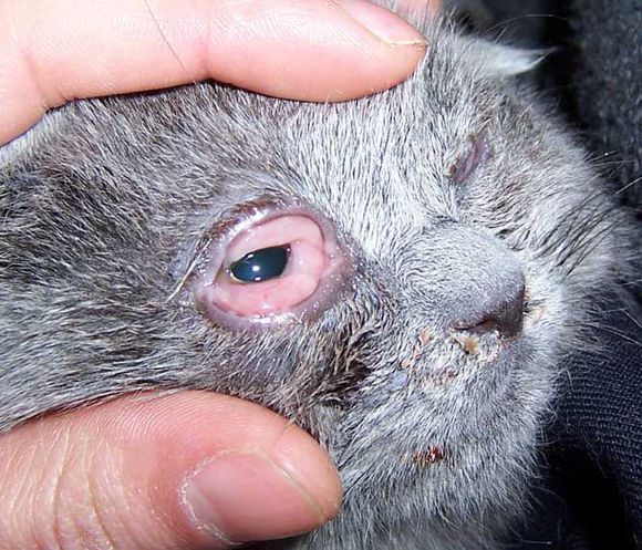 猫咪感冒打喷嚏,猫咪感冒传染吗