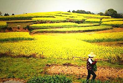 最近农业投资方向,农业投资方向及建议
