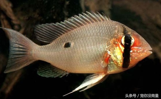 买的硝化细菌真的管用吗,喜尊硝化细菌真的和假的怎么鉴别