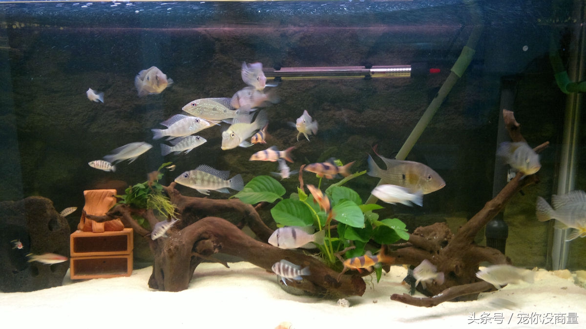 买的硝化细菌真的管用吗,喜尊硝化细菌真的和假的怎么鉴别