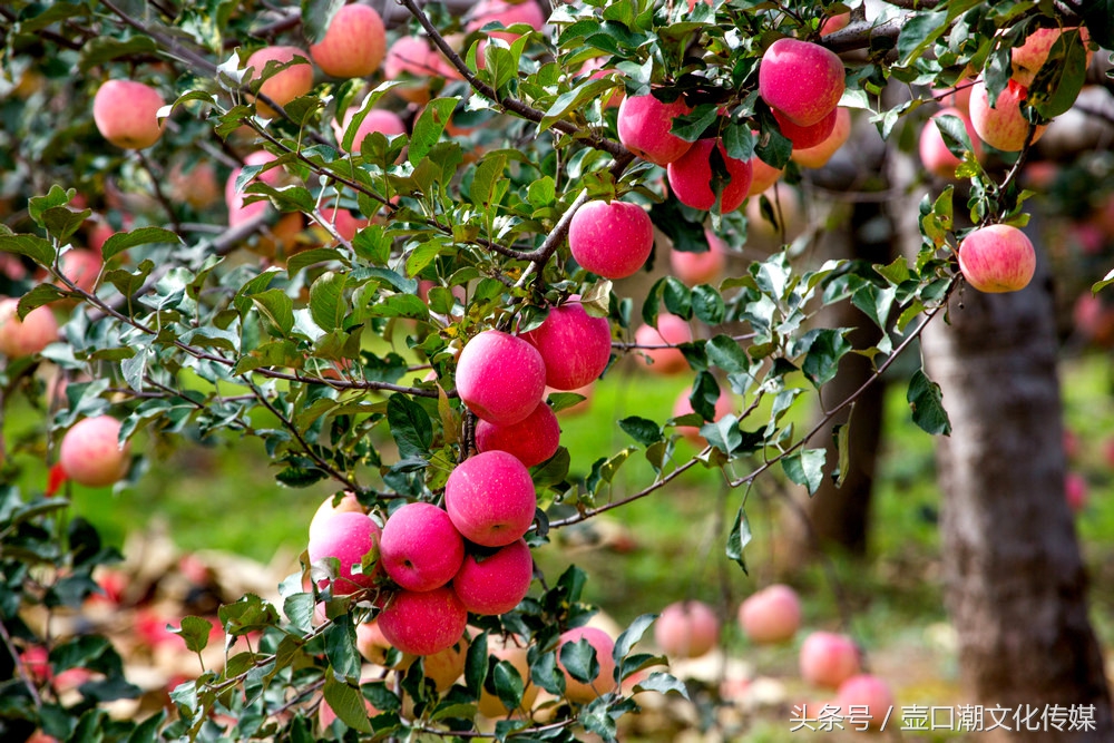 山西临汾神话故事,山西临汾吉县苹果视频