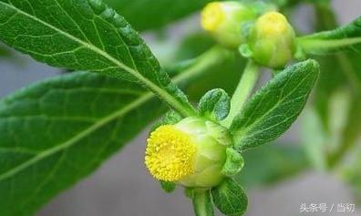 被骗了！二月红苦求佛爷都得不到的鹿活草，居然救不了丫头的命